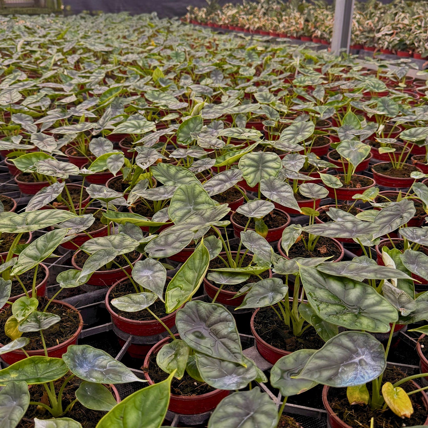 4” Alocasia Dragon Scale