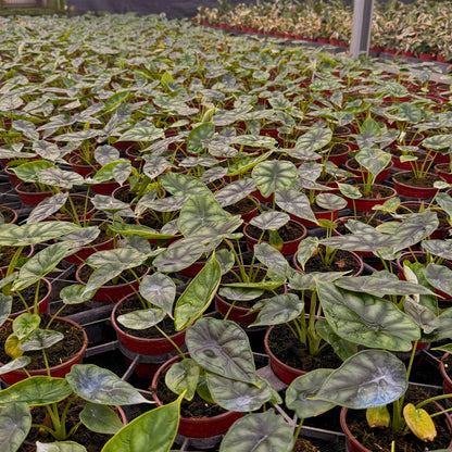 4” Alocasia Dragon Scale