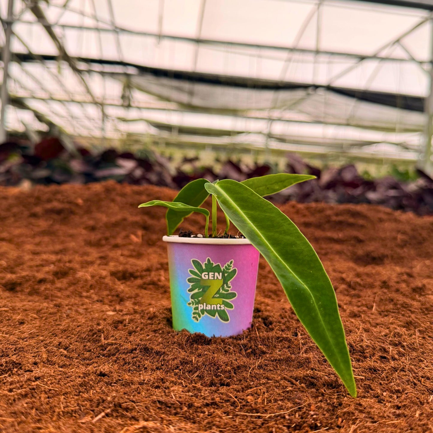 BEBOLD Package 2" Plants