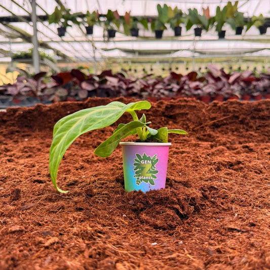 2" Anthurium Villenaorum