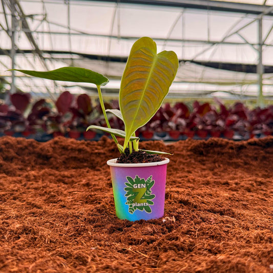 2" Anthurium Veitchii