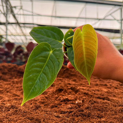 2" Anthurium Veitchii