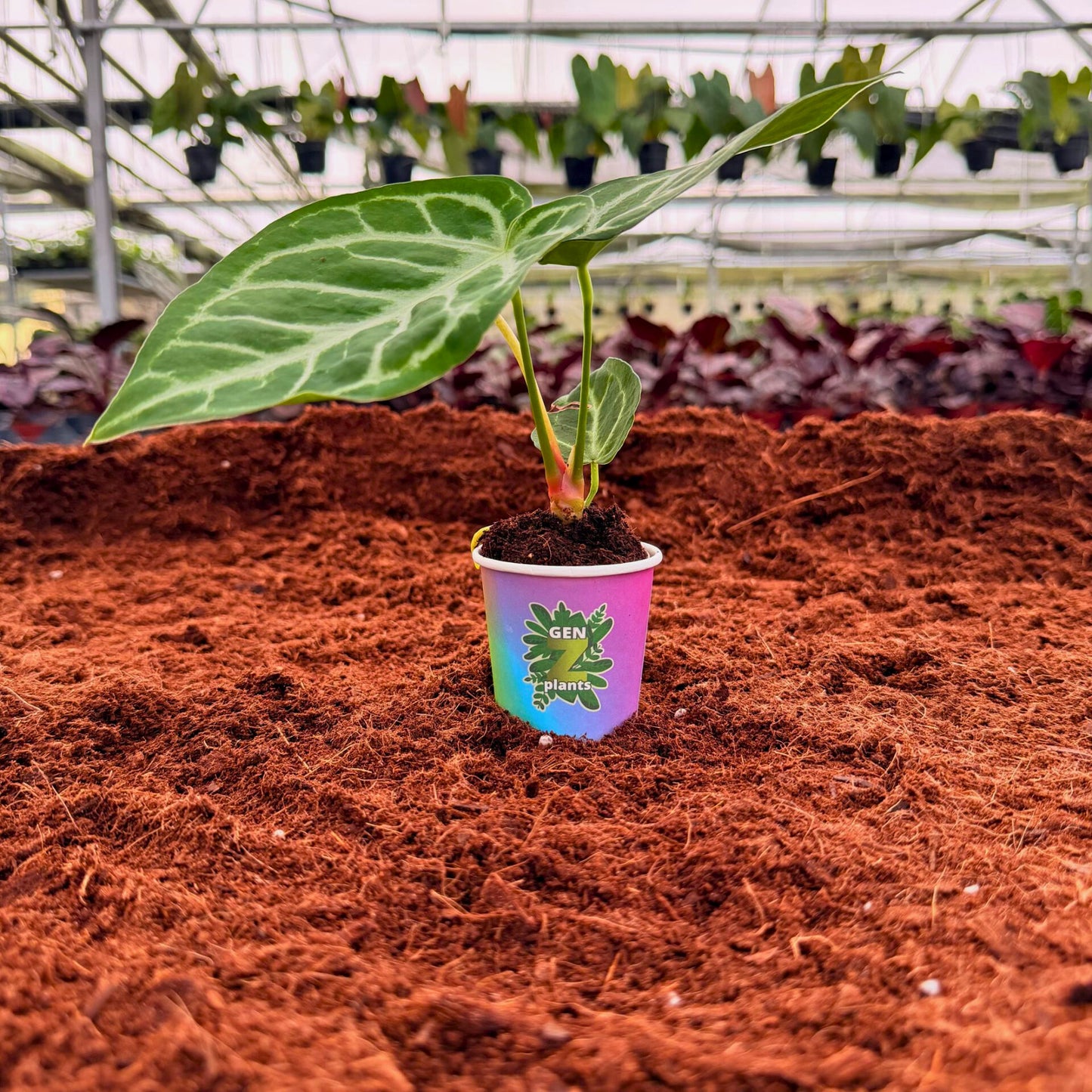 BEBOLD Package 2" Plants