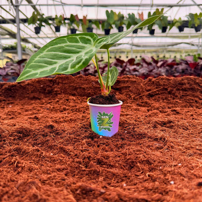 BEBOLD Package 2" Plants