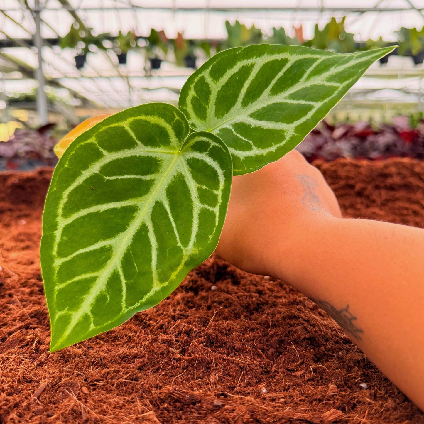 2" Anthurium Silver Blush