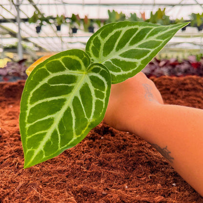 2" Anthurium Silver Blush
