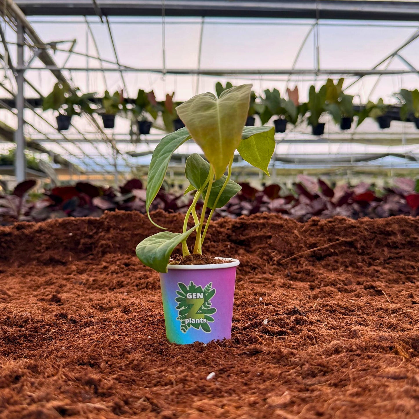 BEBOLD Package 2" Plants