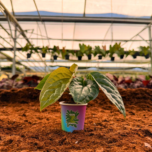 2" Anthurium Radican X Luxurians