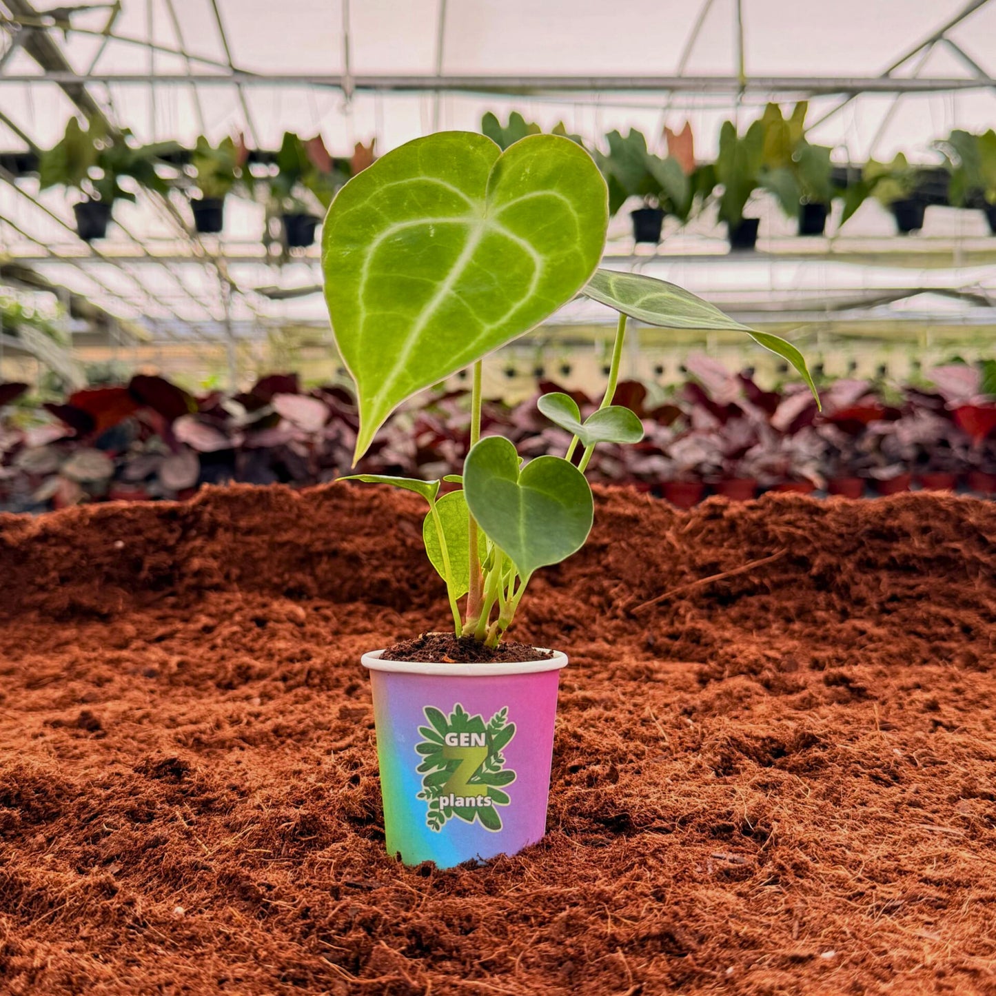 2" Anthurium Clarinervium