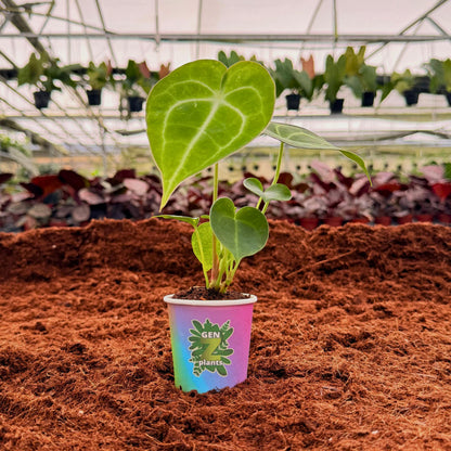 2" Anthurium Clarinervium