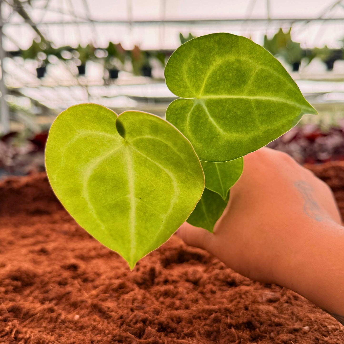 2" Anthurium Clarinervium