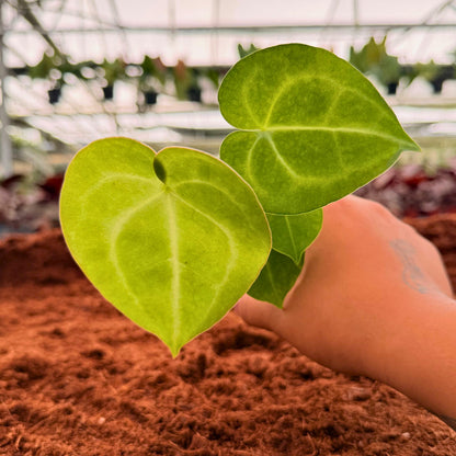 2" Anthurium Clarinervium