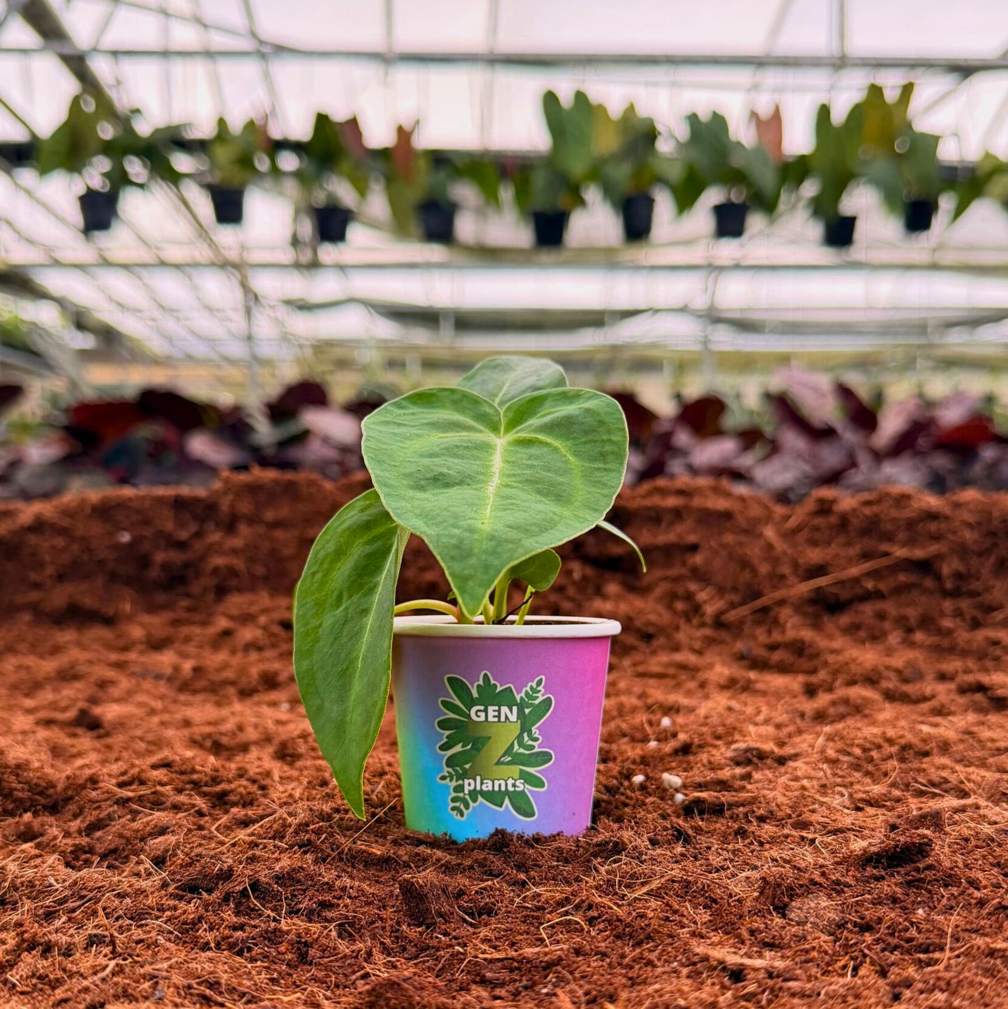 2" Anthurium Magnificum
