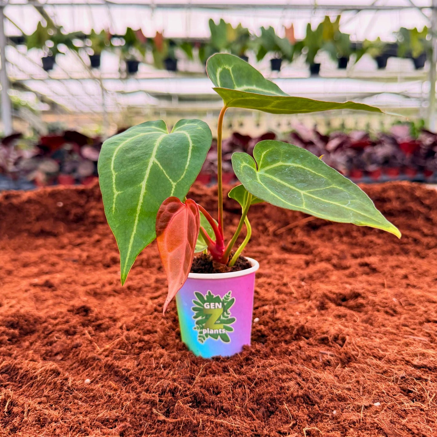 BEBOLD Package 2" Plants