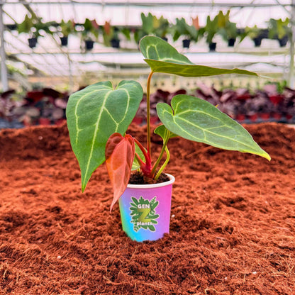 BEBOLD Package 2" Plants