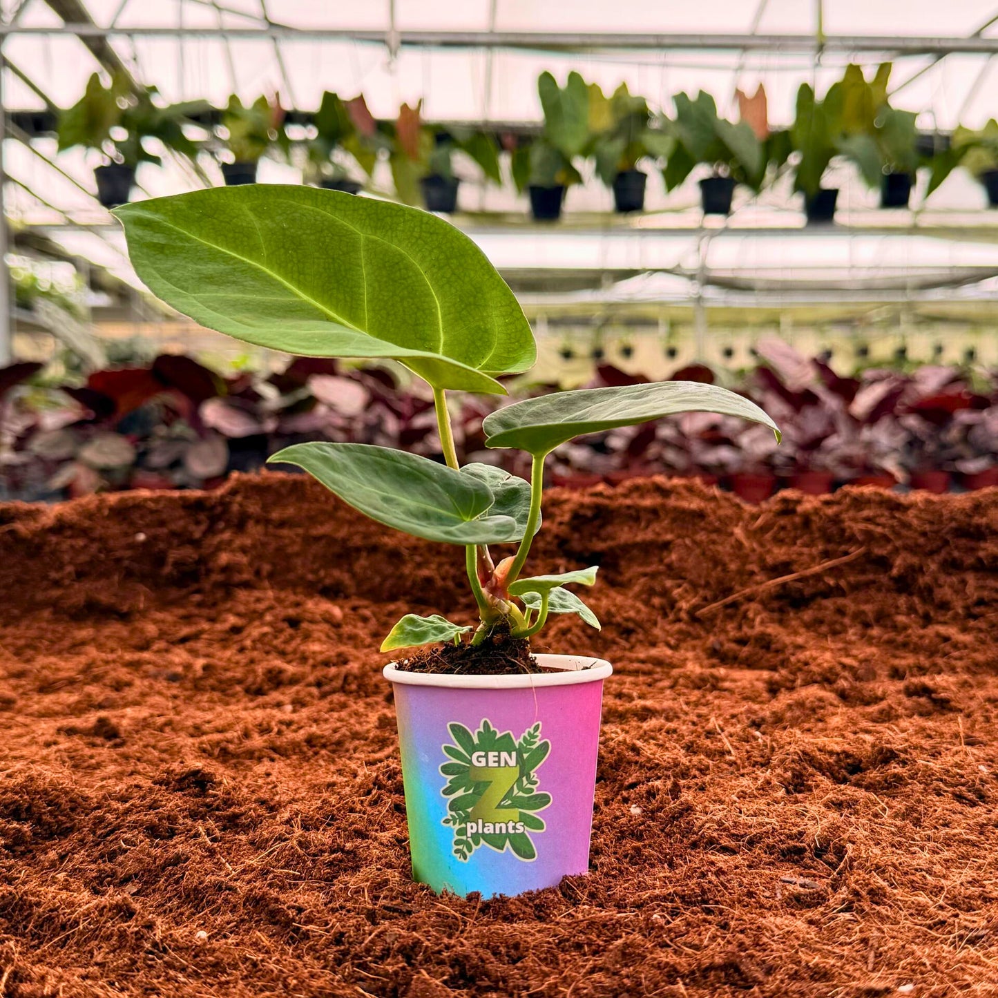 BEBOLD Package 2" Plants