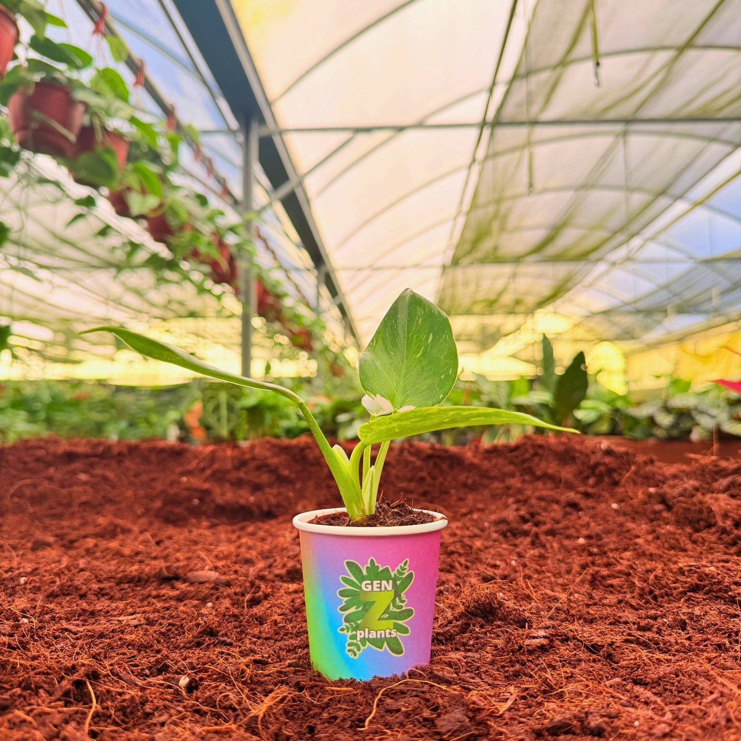 BECOOL Package 2" Plants