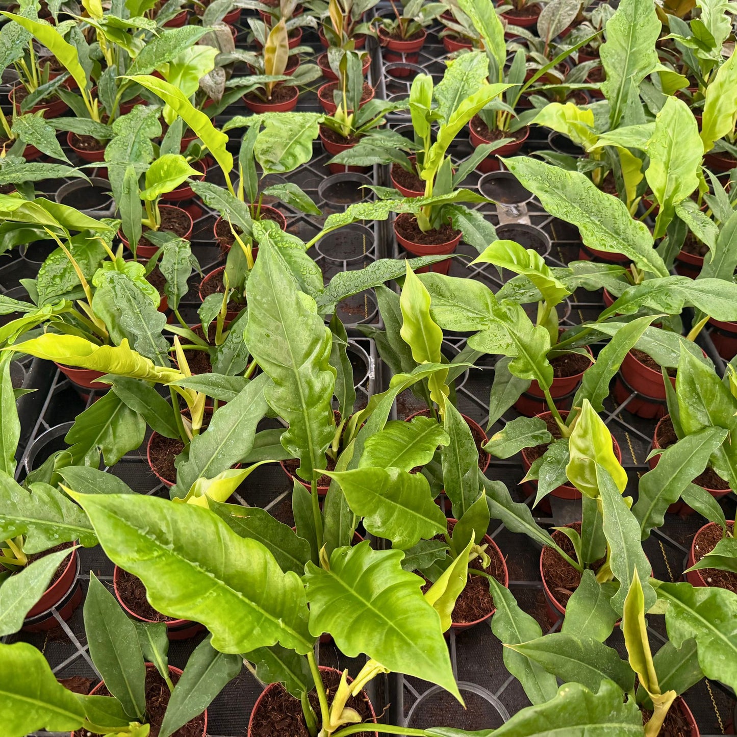 4" Philodendron Narrow Escape