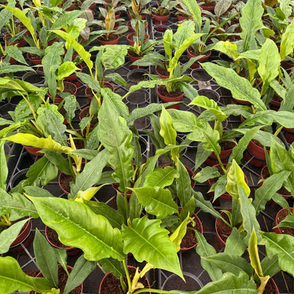 4" Philodendron Narrow Escape