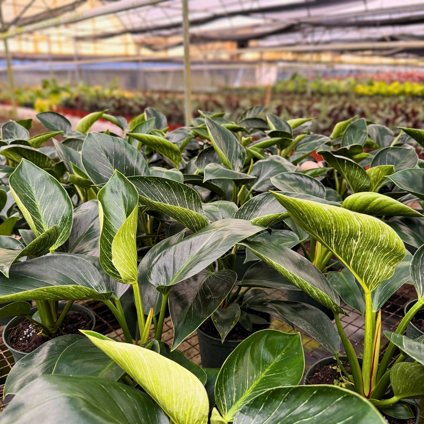 6" Philodendron Birkin