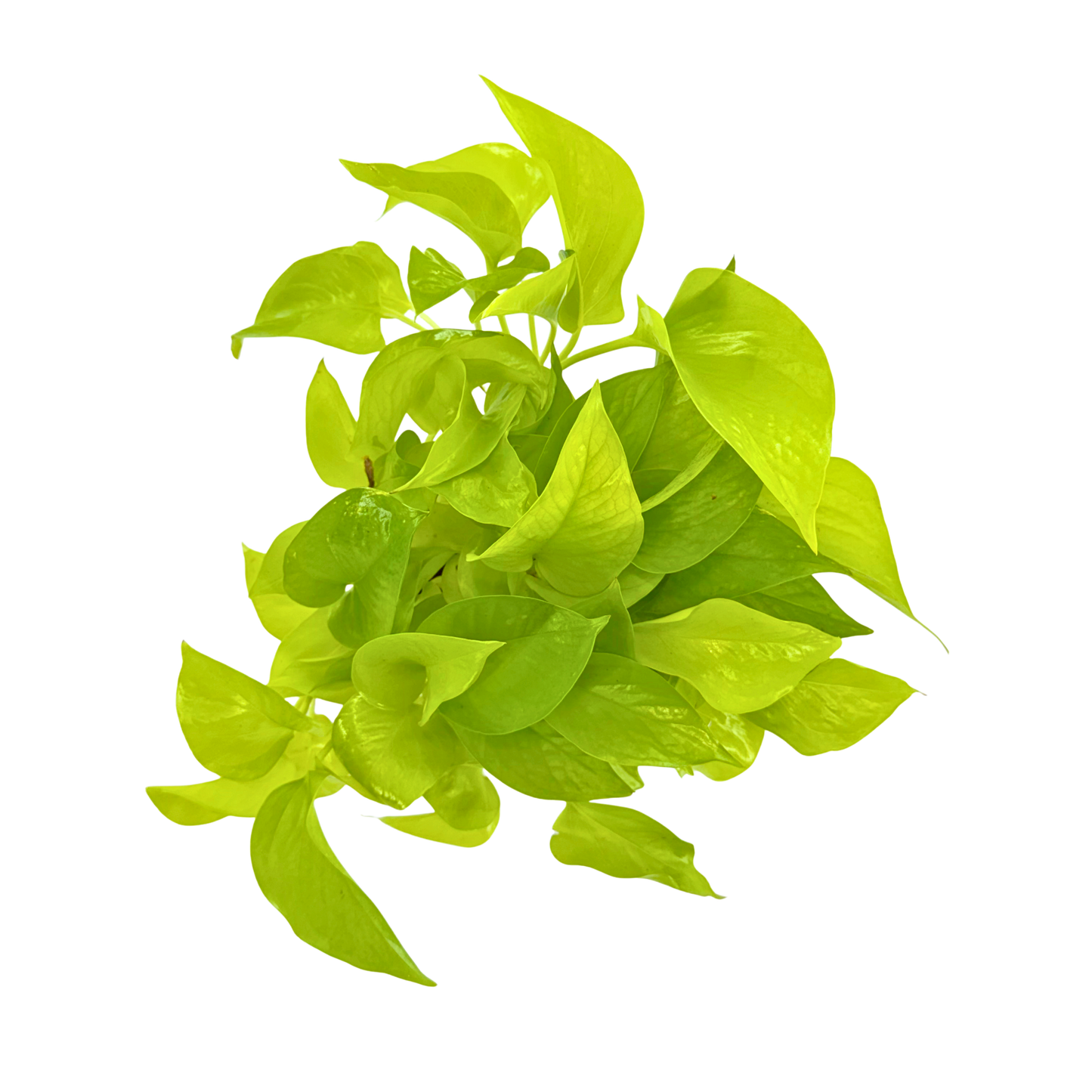 6” Pothos Neon