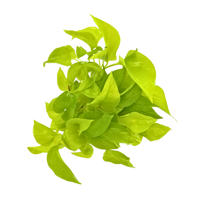6” Pothos Neon