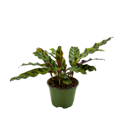4” Calathea Lancifolia