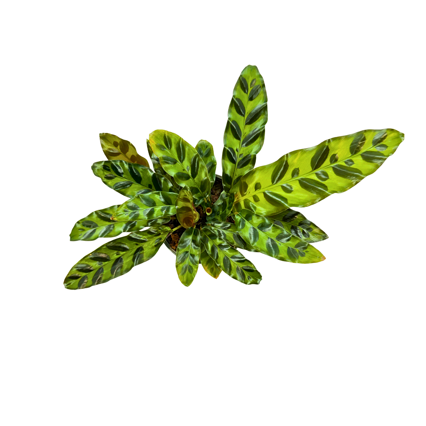 4” Calathea Lancifolia