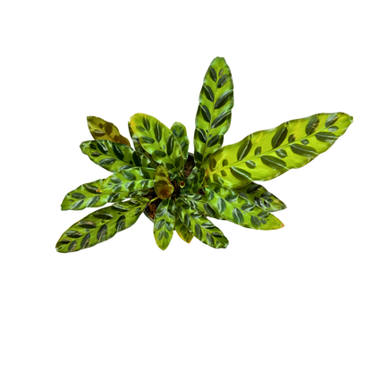 4” Calathea Lancifolia