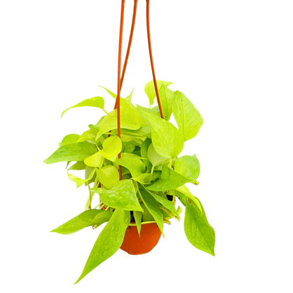 6” Pothos Neon H.B