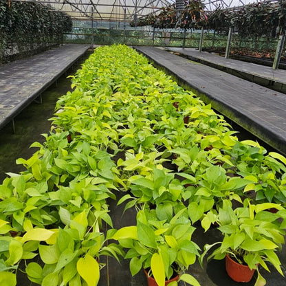 6” Pothos Neon H.B