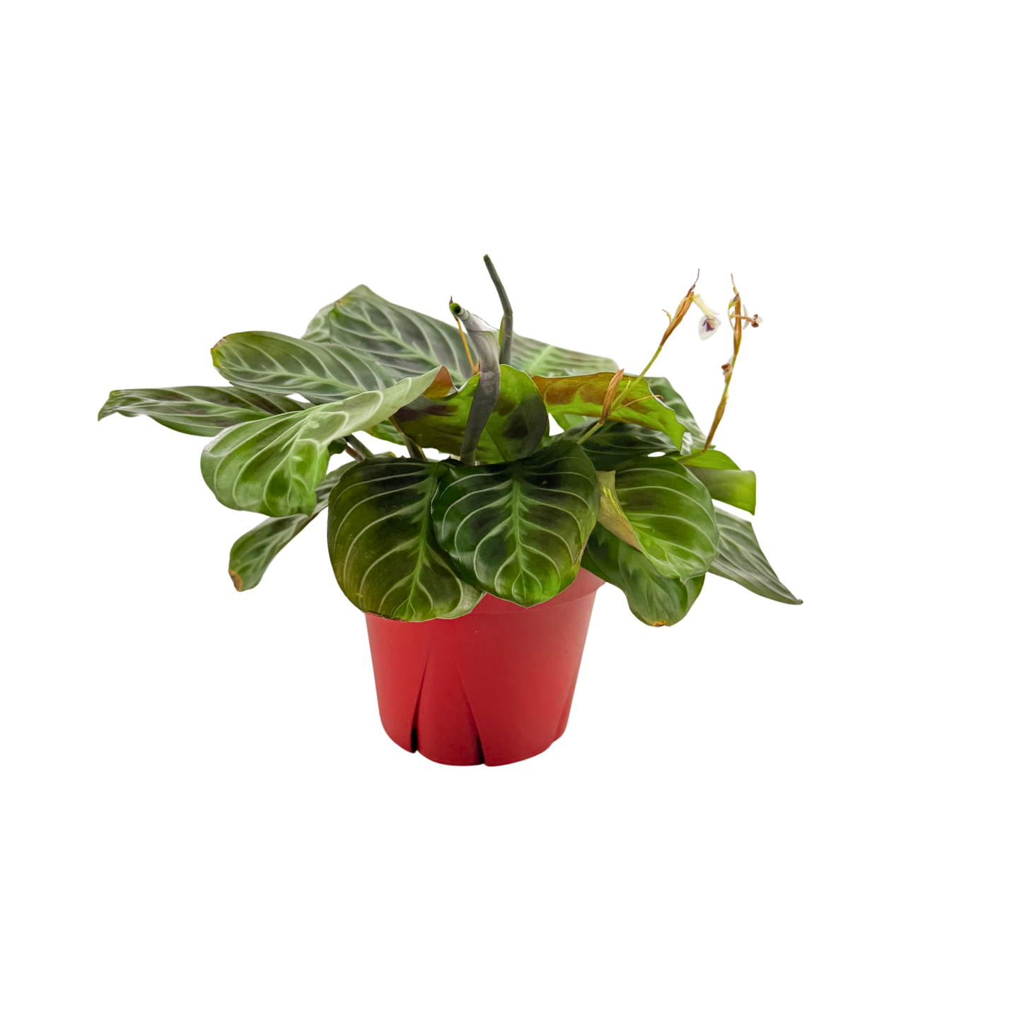 4” Maranta leuconeura 'Cat Moustache'