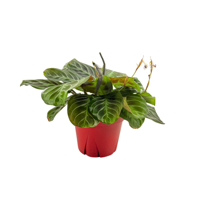 4” Maranta leuconeura 'Cat Moustache'