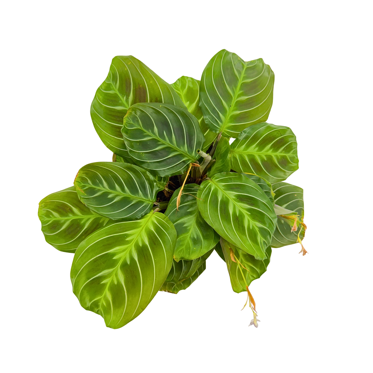 4” Maranta leuconeura 'Cat Moustache'