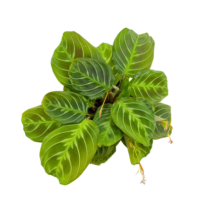 4” Maranta leuconeura 'Cat Moustache'