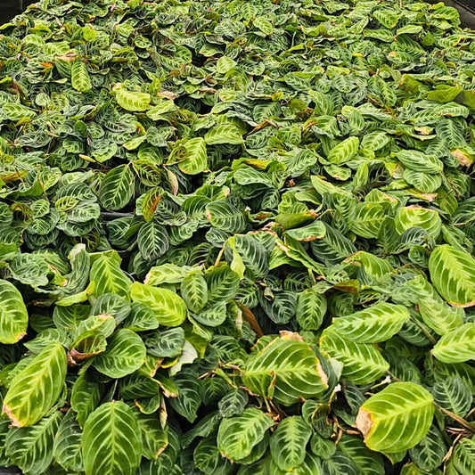 4” Maranta leuconeura 'Cat Moustache'