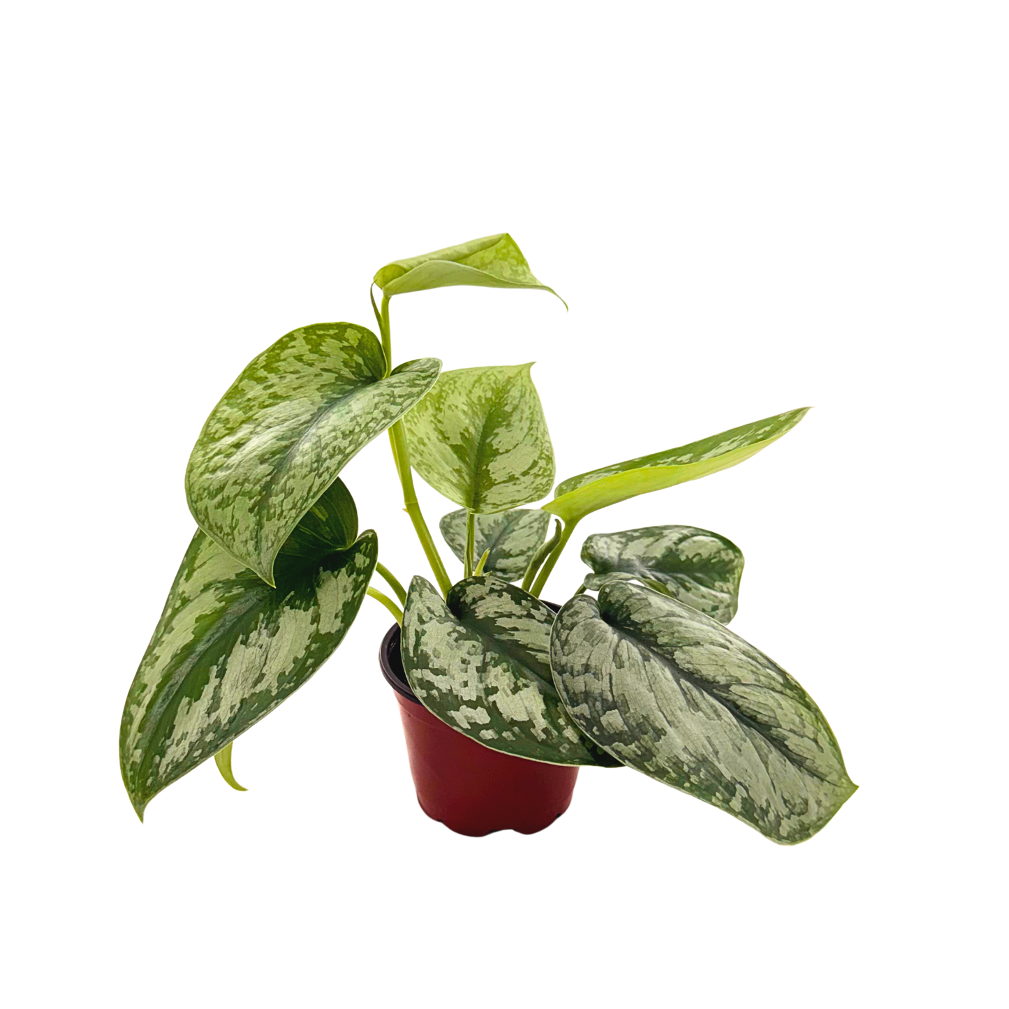 4” Scindapsus Exotica