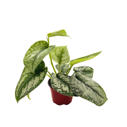 4” Scindapsus Exotica