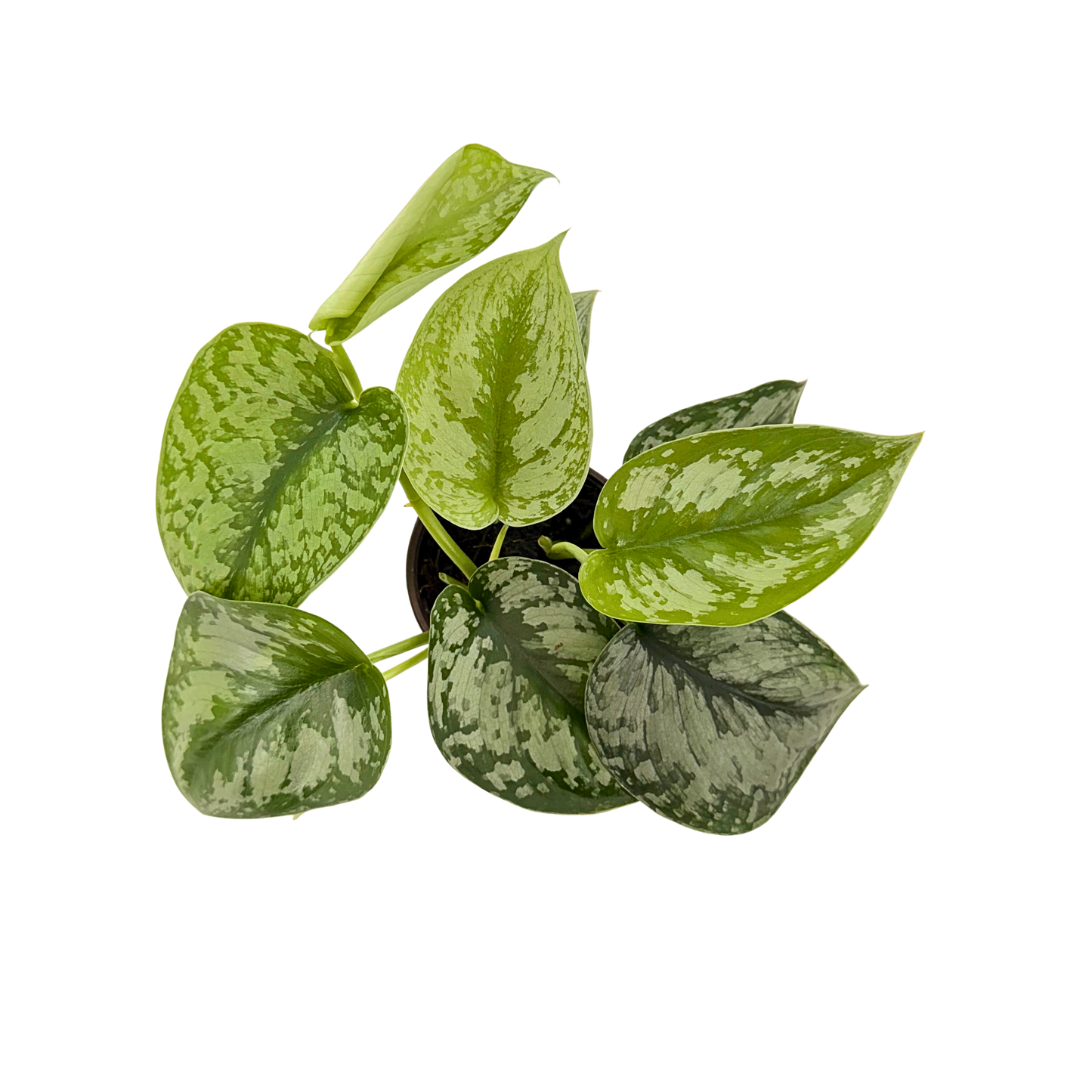 4” Scindapsus Exotica