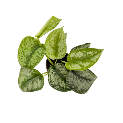 4” Scindapsus Exotica