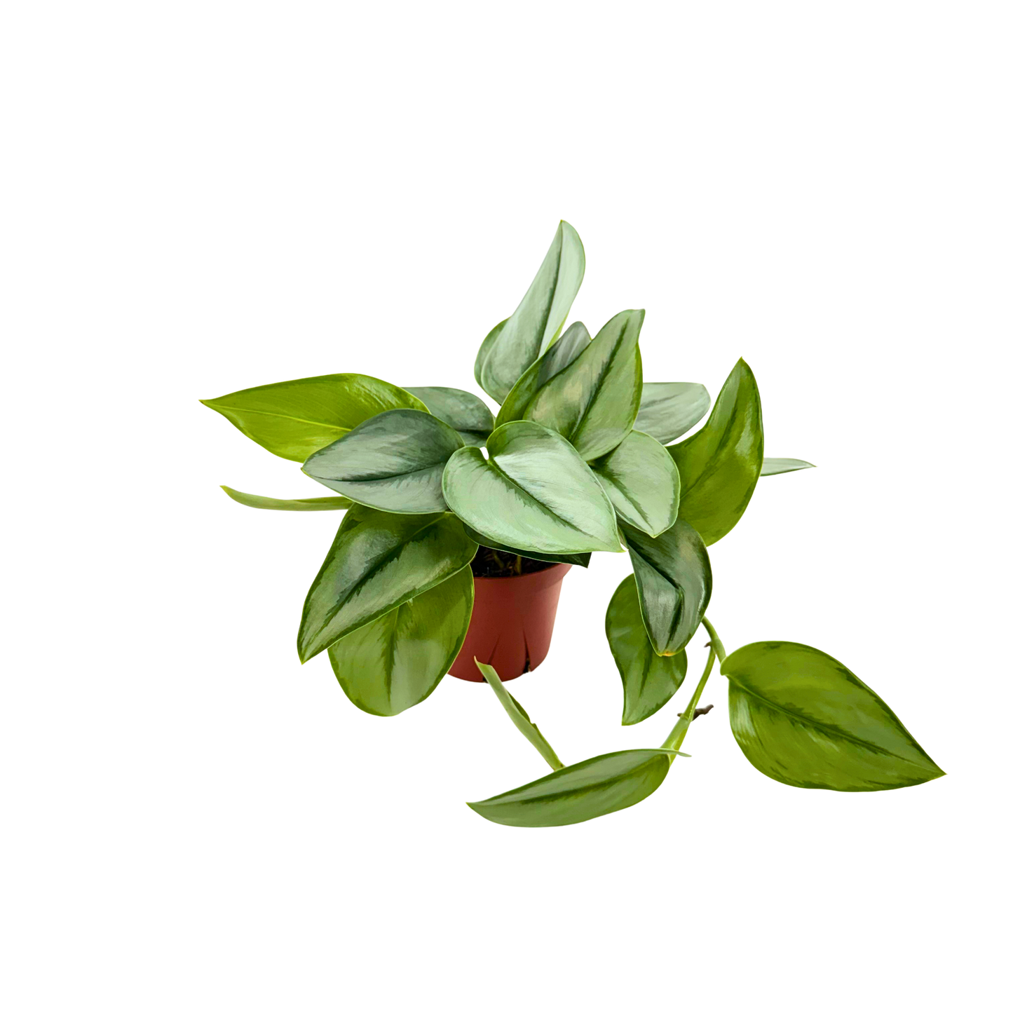 4” Scindapsus Treubii Moonlight