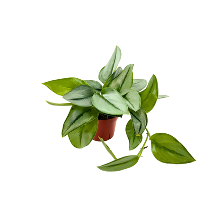 4” Scindapsus Treubii Moonlight