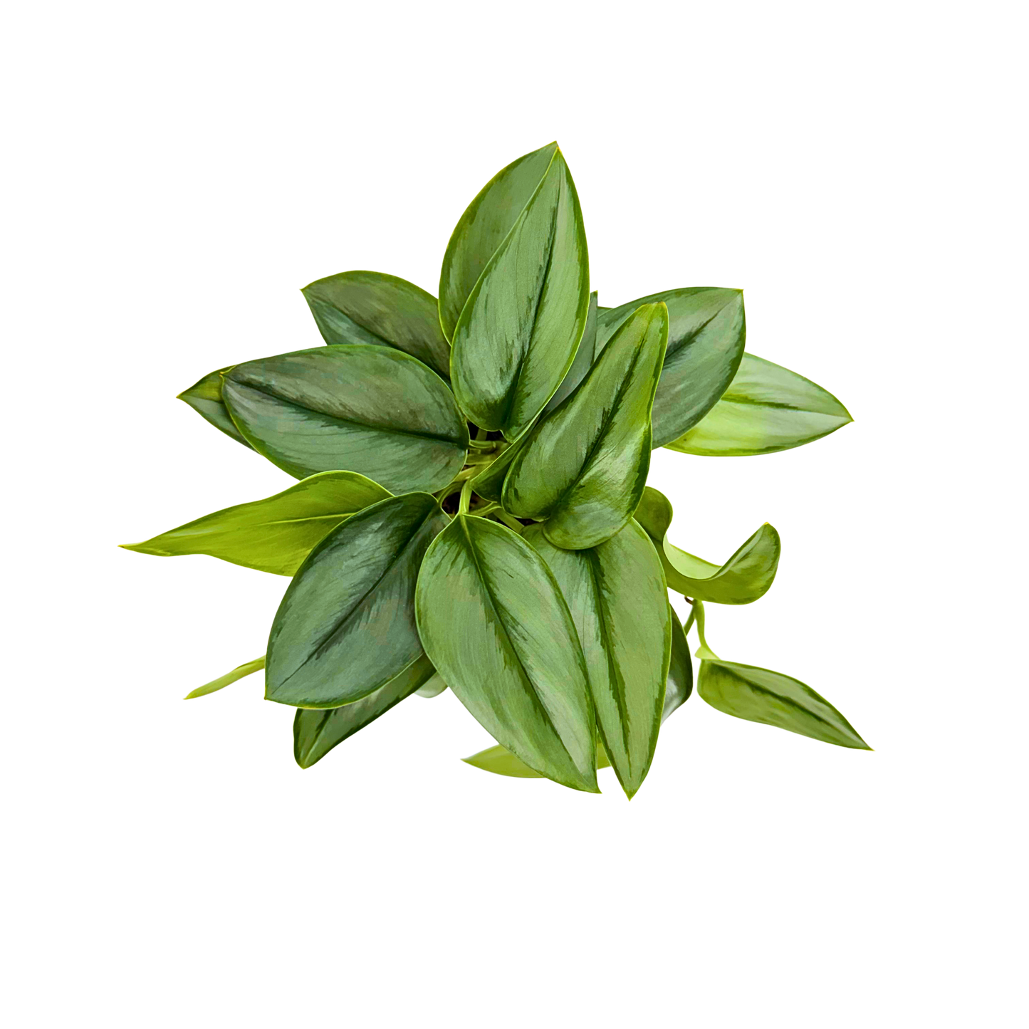 4” Scindapsus Treubii Moonlight