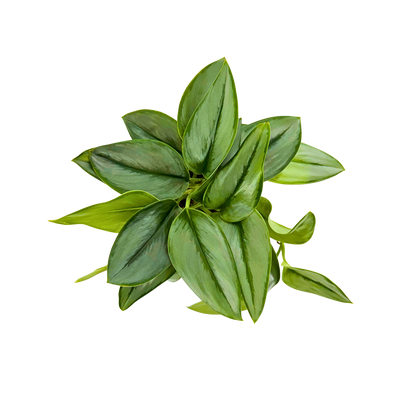 4” Scindapsus Treubii Moonlight