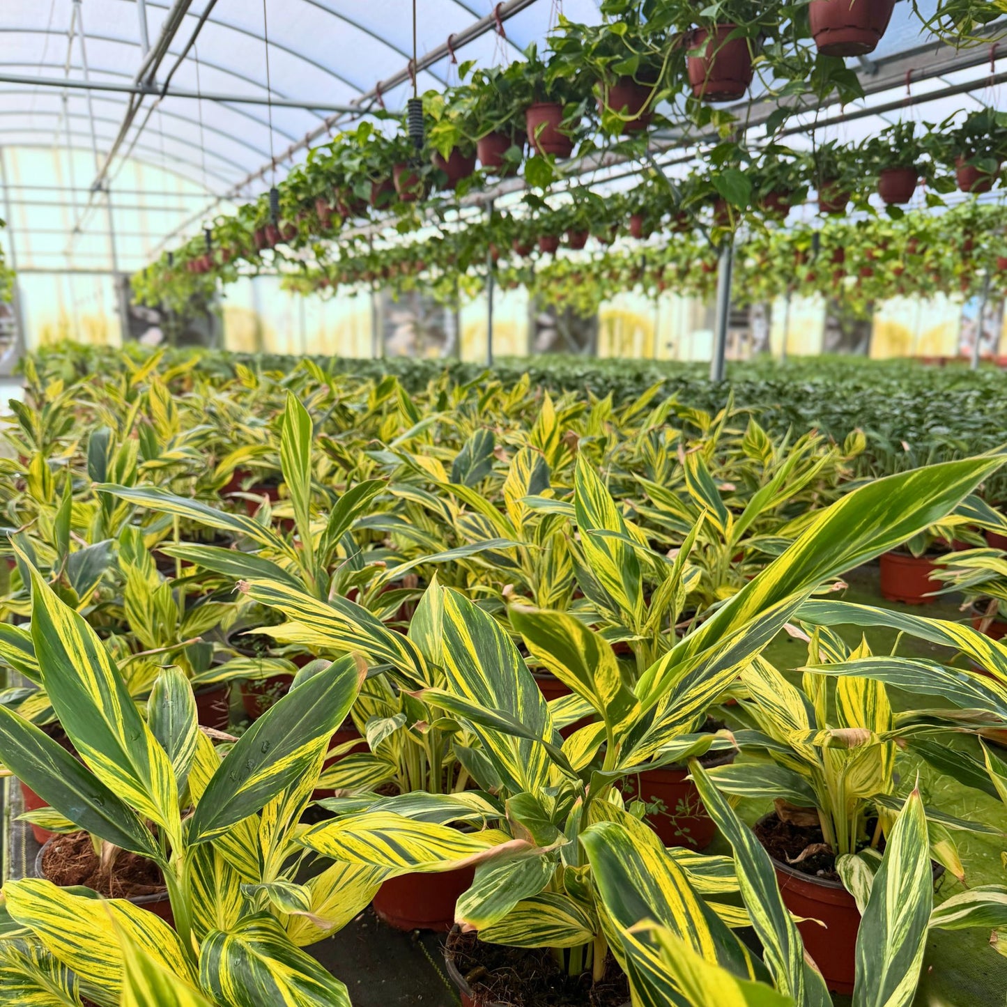 6” Alpinia Variegated