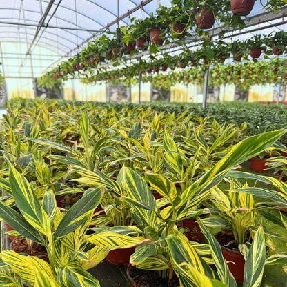 6” Alpinia Variegated
