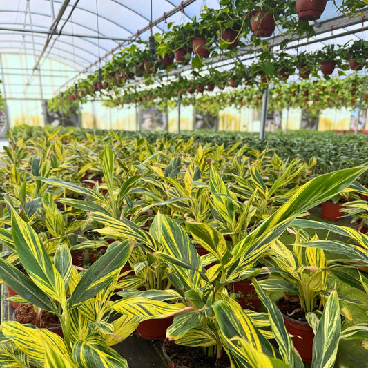 6” Alpinia Variegated