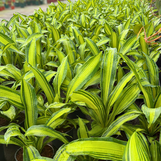 6” Dracaena Marley