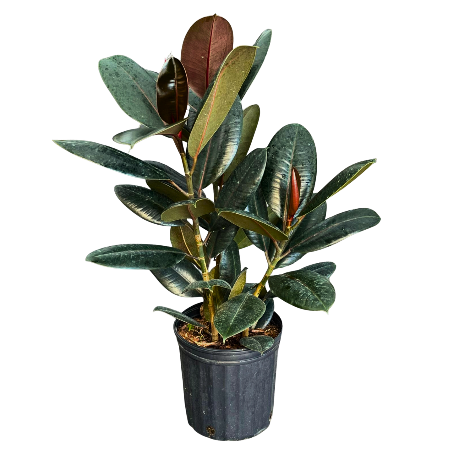 8" Ficus Burgundy