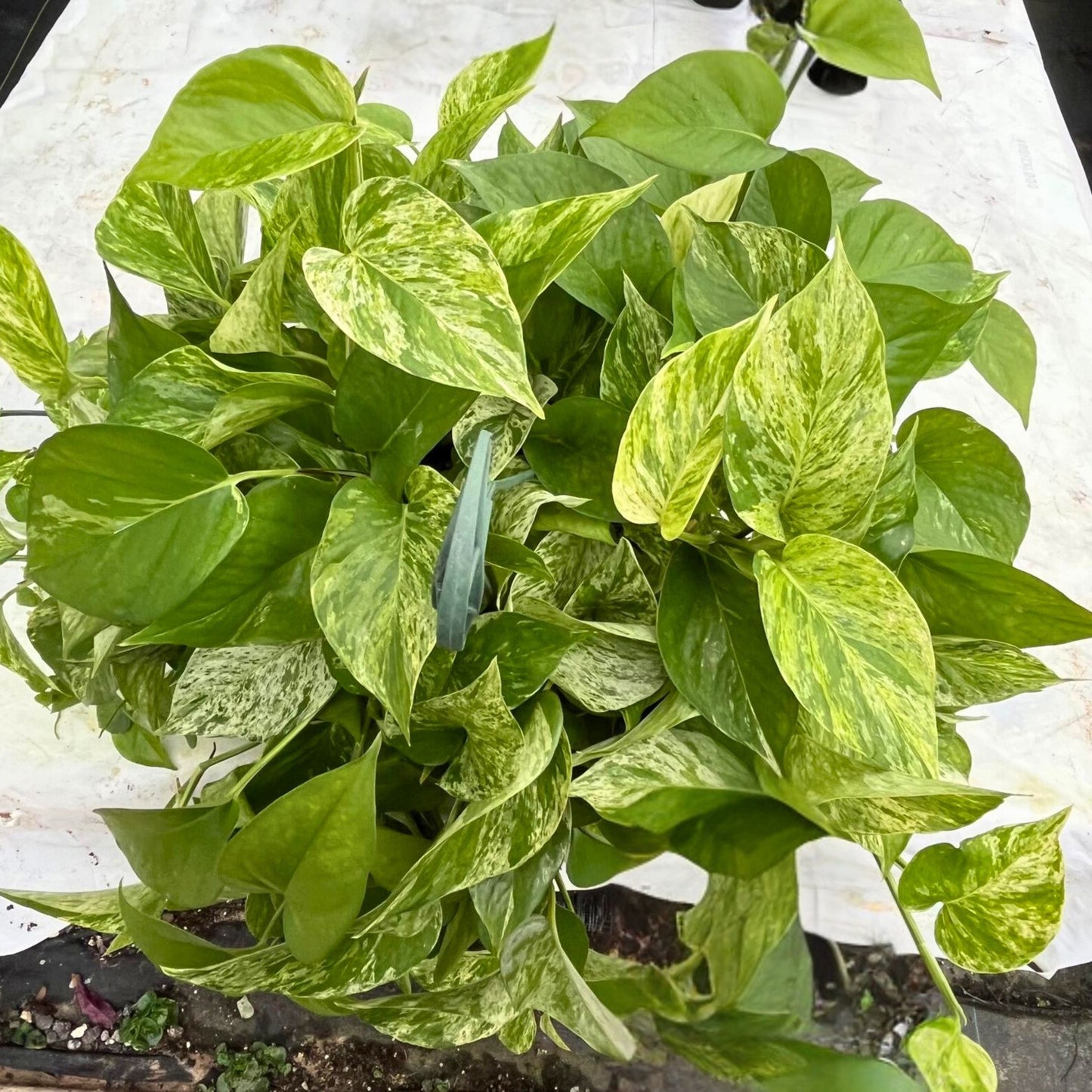 8” Pothos Marble Queen H.B